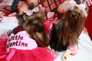 Yorkshire Terrier - zdjęcie 273