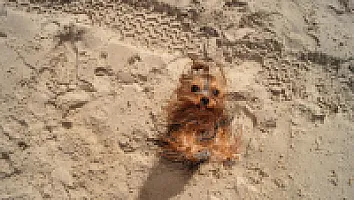 Yorkshire Terrier - zdjęcie 274