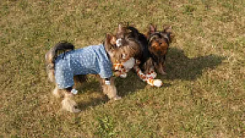 Yorkshire Terrier - zdjęcie 275