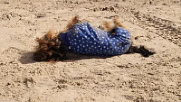 Yorkshire Terrier - zdjęcie 277