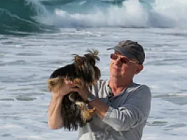 Yorkshire Terrier - zdjęcie 278