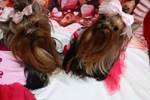Yorkshire Terrier - zdjęcie 280