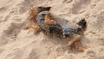Yorkshire Terrier - zdjęcie 281