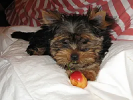 Yorkshire Terrier - zdjęcie 283