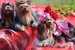 Yorkshire Terrier - zdjęcie 286