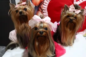 Yorkshire Terrier - zdjęcie 287