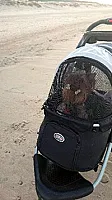 Yorkshire Terrier - zdjęcie 289