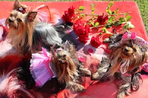Yorkshire Terrier - zdjęcie 290