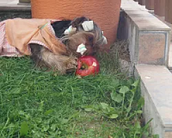 Yorkshire Terrier - zdjęcie 293