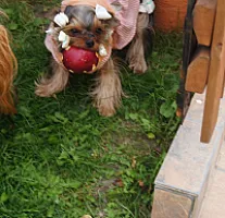Yorkshire Terrier - zdjęcie 295