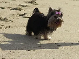 Yorkshire Terrier - zdjęcie 296