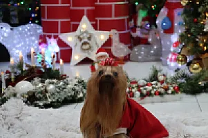 Yorkshire Terrier - zdjęcie 297