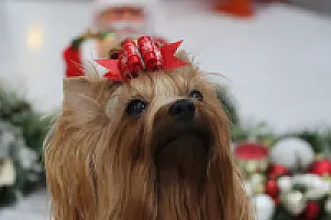 Yorkshire Terrier - zdjęcie 298