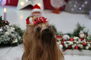 Yorkshire Terrier - zdjęcie 299