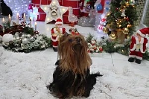 Yorkshire Terrier - zdjęcie 300