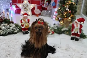 Yorkshire Terrier - zdjęcie 301