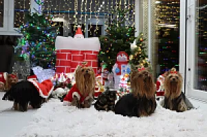 Yorkshire Terrier - zdjęcie 302