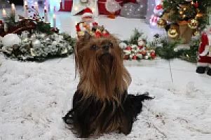 Yorkshire Terrier - zdjęcie 303