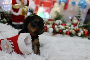 Yorkshire Terrier - zdjęcie 305