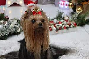 Yorkshire Terrier - zdjęcie 306