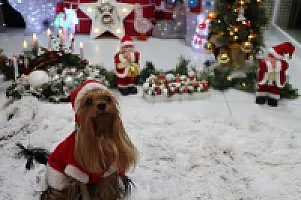 Yorkshire Terrier - zdjęcie 307