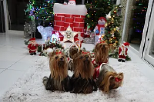 Yorkshire Terrier - zdjęcie 308
