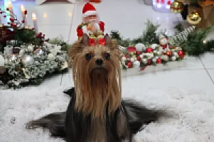 Yorkshire Terrier - zdjęcie 309