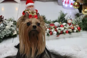 Yorkshire Terrier - zdjęcie 310