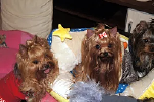 Yorkshire Terrier - zdjęcie 312