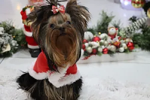Yorkshire Terrier - zdjęcie 313