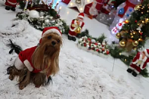 Yorkshire Terrier - zdjęcie 314