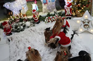 Yorkshire Terrier - zdjęcie 315