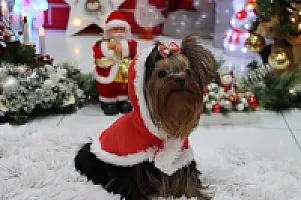 Yorkshire Terrier - zdjęcie 316