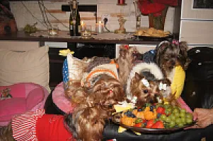 Yorkshire Terrier - zdjęcie 317