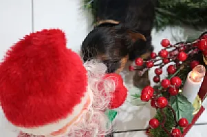 Yorkshire Terrier - zdjęcie 318