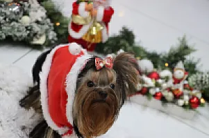 Yorkshire Terrier - zdjęcie 319