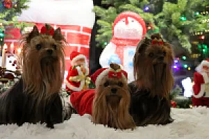 Yorkshire Terrier - zdjęcie 320