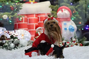 Yorkshire Terrier - zdjęcie 321