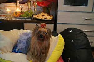 Yorkshire Terrier - zdjęcie 322