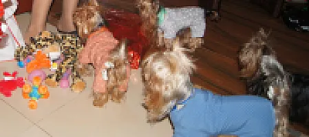 Yorkshire Terrier - zdjęcie 323