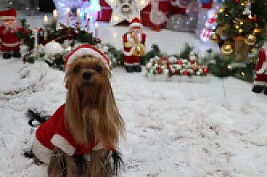 Yorkshire Terrier - zdjęcie 324