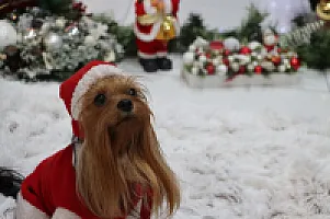 Yorkshire Terrier - zdjęcie 326