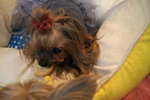 Yorkshire Terrier - zdjęcie 329