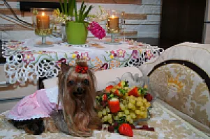 Yorkshire Terrier - zdjęcie 332
