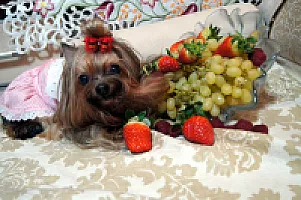 Yorkshire Terrier - zdjęcie 334