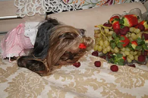 Yorkshire Terrier - zdjęcie 335