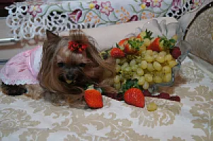 Yorkshire Terrier - zdjęcie 336
