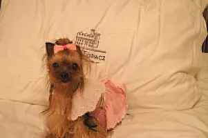 Yorkshire Terrier - zdjęcie 337