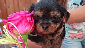 Yorkshire Terrier - zdjęcie 338