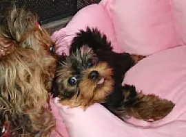 Yorkshire Terrier - zdjęcie 339